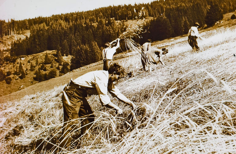 Kornschneiden.jpg © Archiv