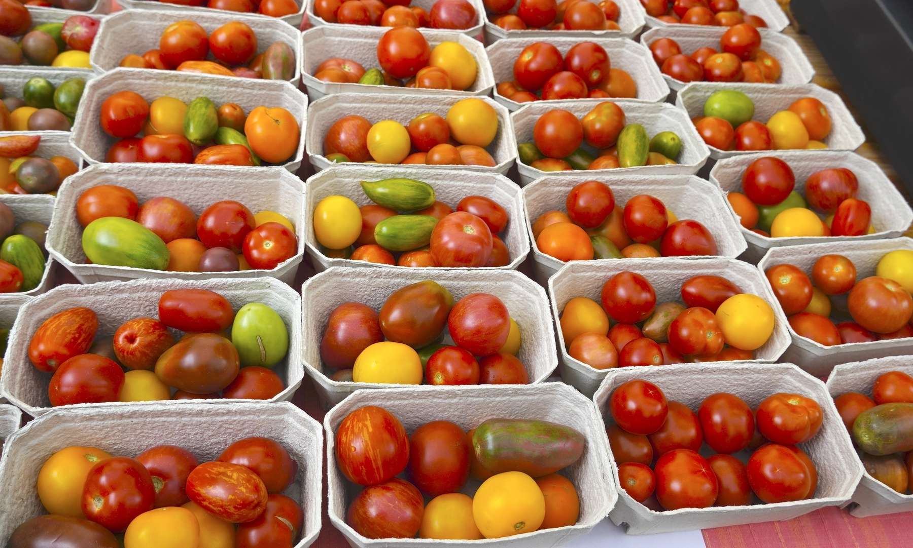 sb31_mt_tomate.jpg © Dürnberger