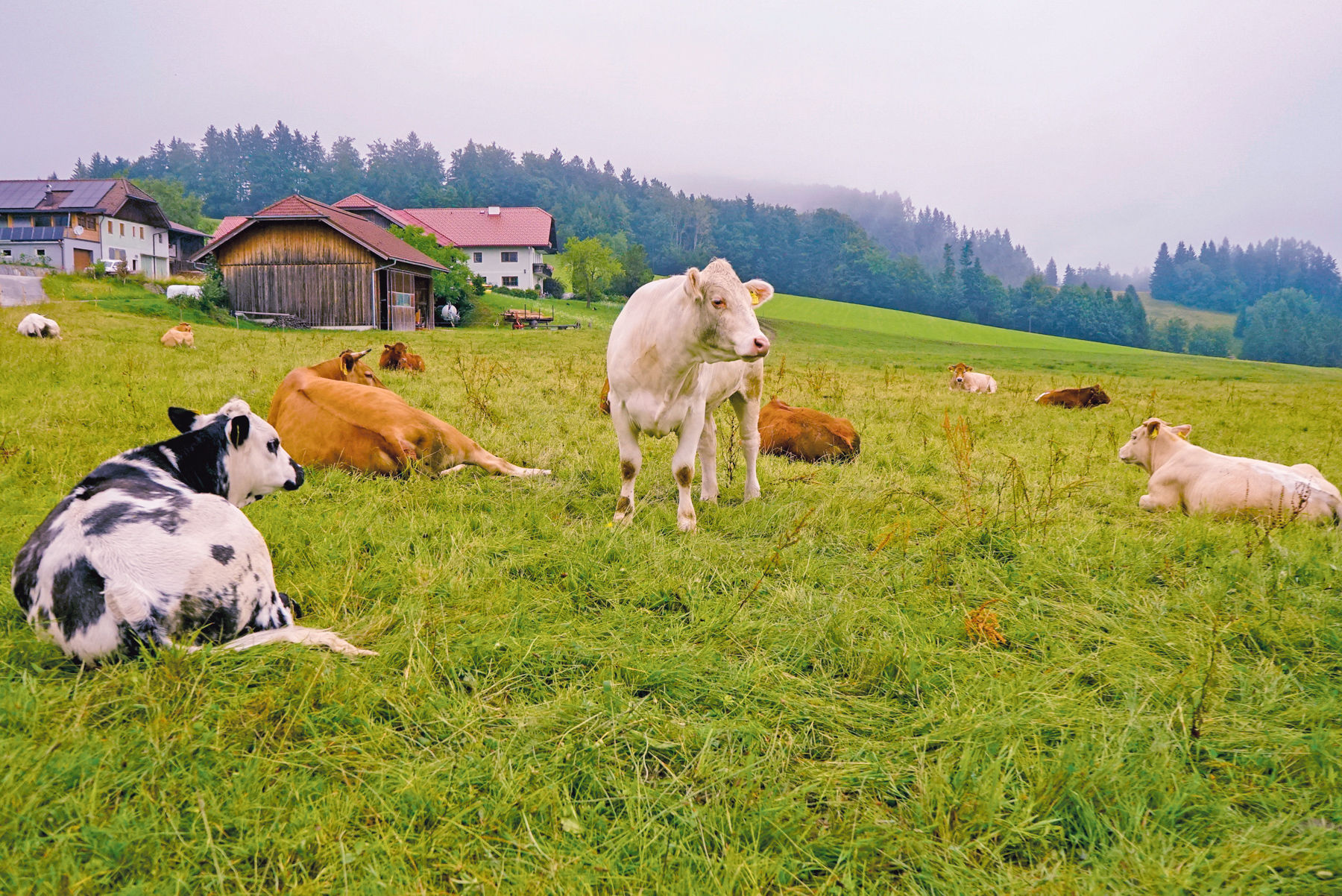 Kalbinnenmast als Alternative zur Milchviehhaltung.jpg © Etter
