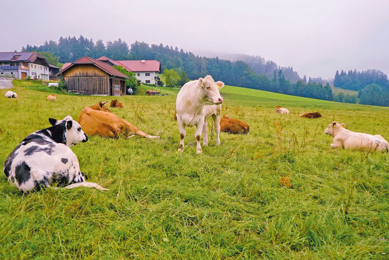 Kalbinnenmast als Alternative zur Milchviehhaltung.jpg © Etter