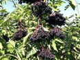 Holunderbeeren © LK Steiermark