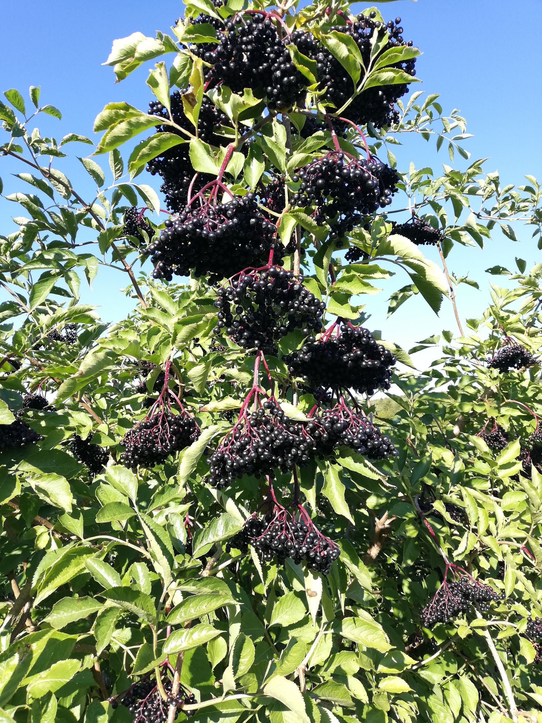 Holunderbeeren.jpg © LK Steiermark