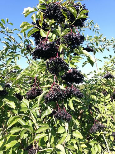 Holunderbeeren.jpg © LK Steiermark