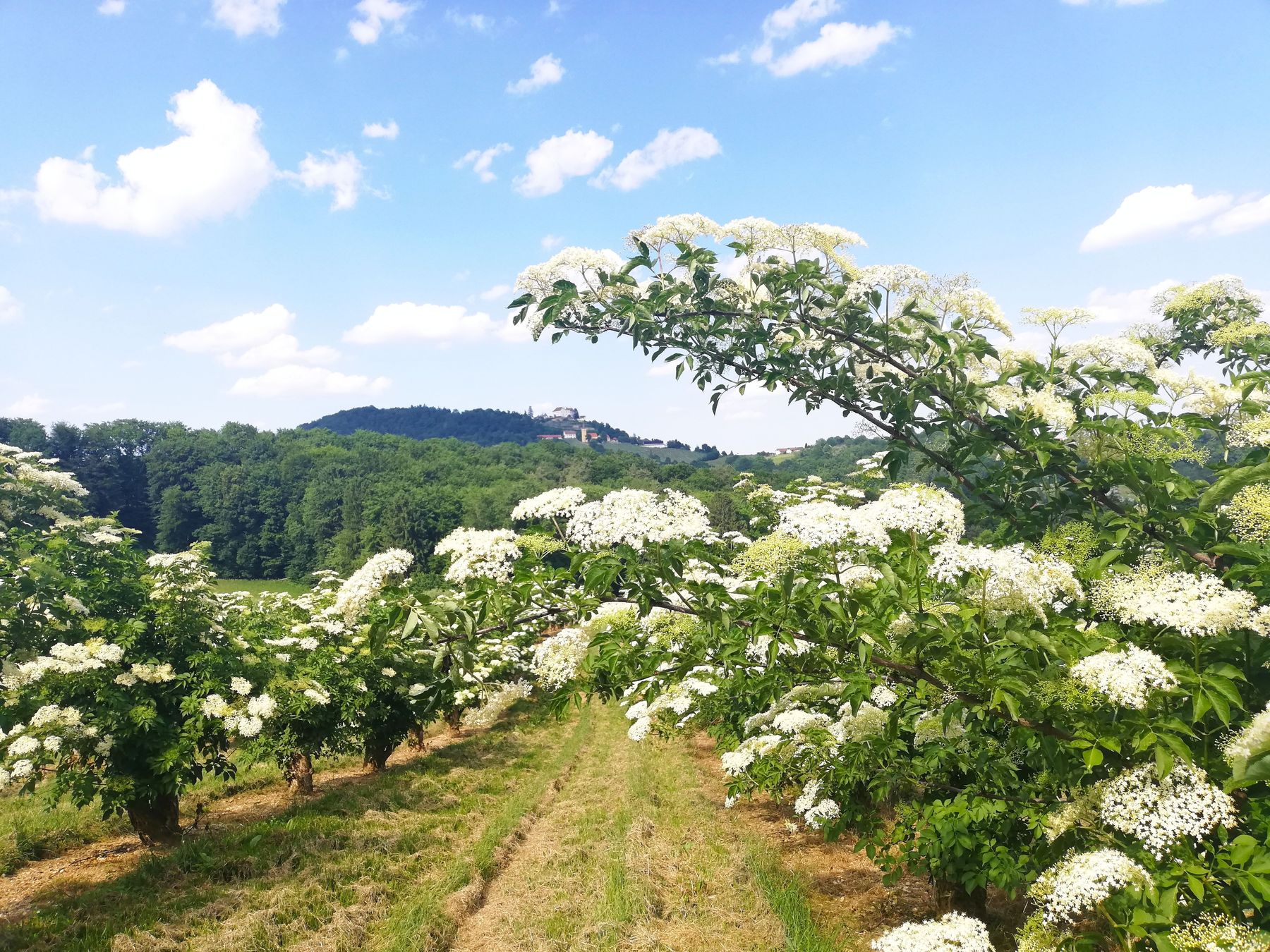 Holunderblüten.jpg © LK Steiermark