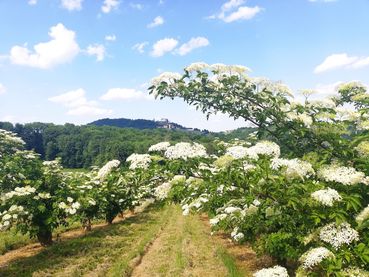 Holunderblüten.jpg © LK Steiermark