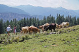 sb31_Aubrac.jpg © Mooslechner