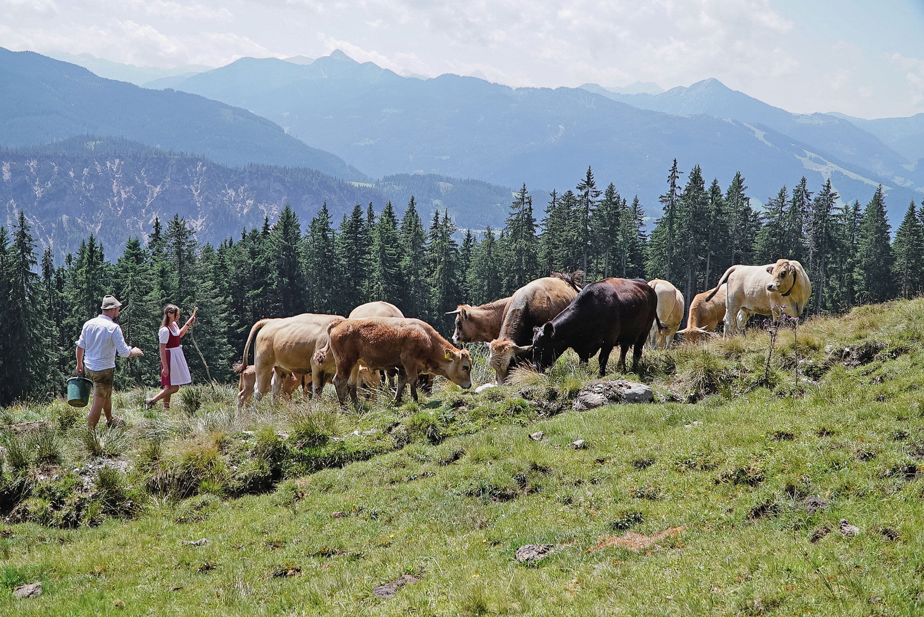sb31_Aubrac.jpg © Mooslechner