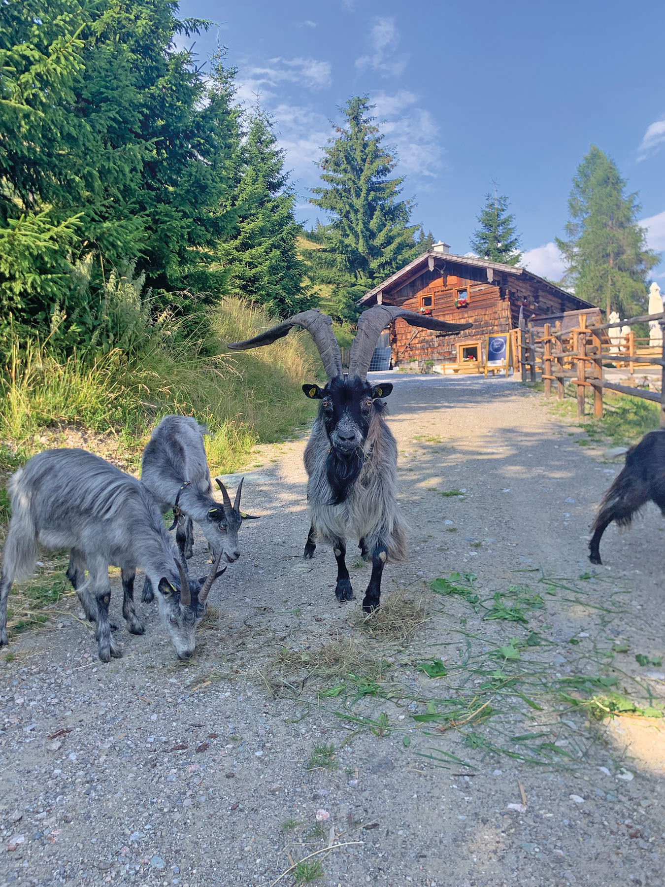 sb31_Oberhagmoos vorne.jpg © Archiv