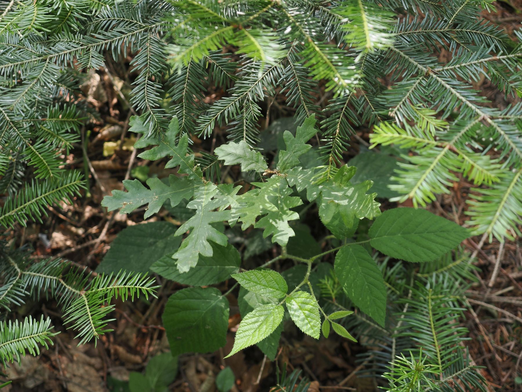 Naturverjüngung.jpg © Dipl.-Ing. Eckart Senitzer