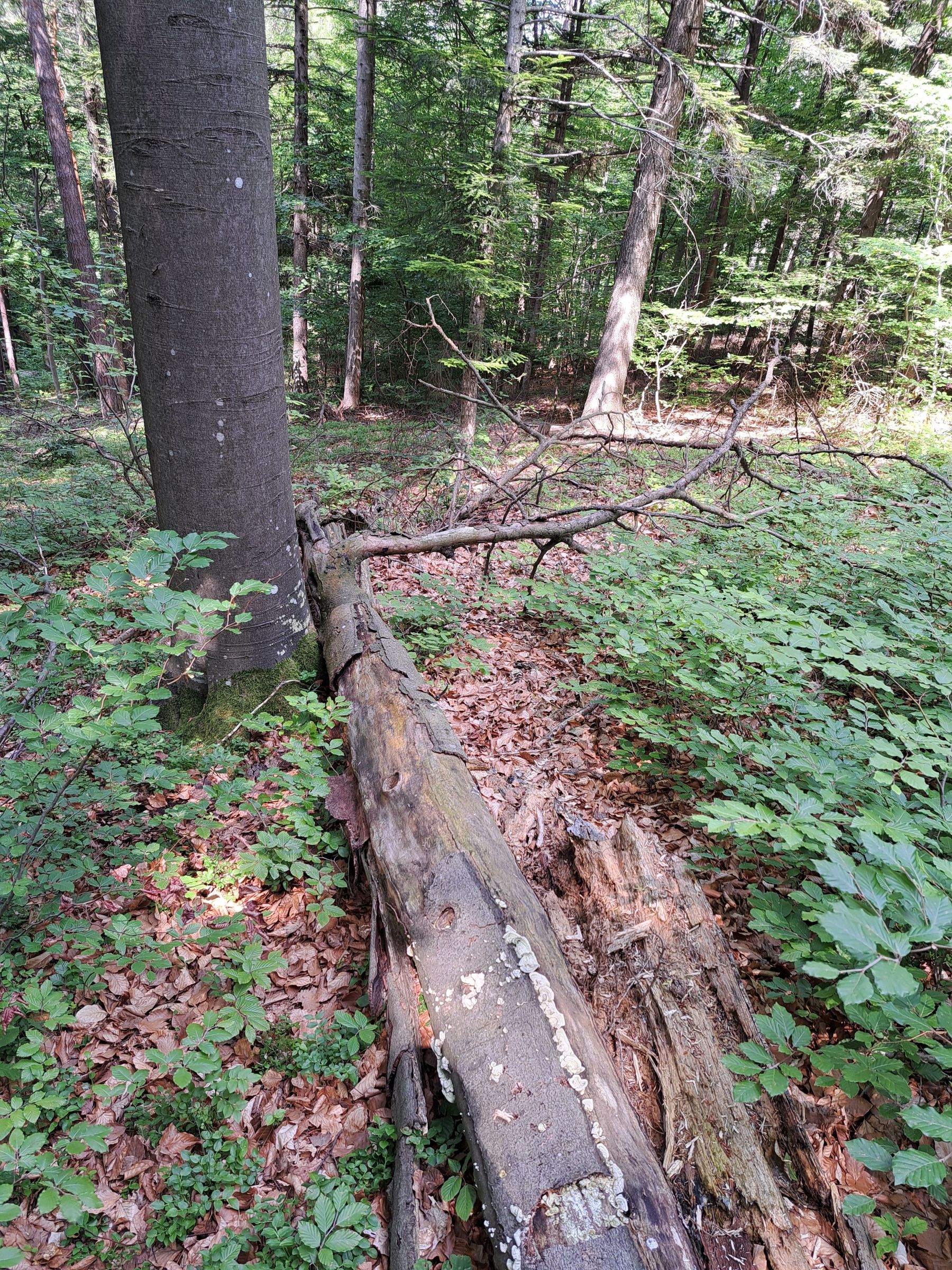 Totholz.jpg © Dipl.-Ing. Eckart Senitzer Totholz.jpg © Dipl.-Ing. Eckart Senitzer