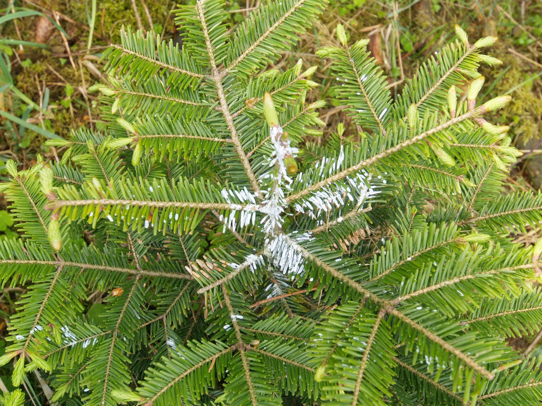 Verbisschutz_agrarfoto@Andrea Jungwirth.jpg © agrarfoto.com/ Andrea Jungwirt Verbisschutz_agrarfoto@Andrea Jungwirth.jpg © agrarfoto.com/ Andrea Jungwirt