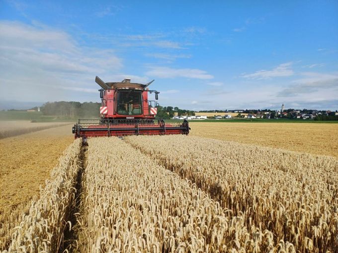 Weizenernte_LK OÖ Angerer_klein.jpg © Landwirtschaftskammer OÖ