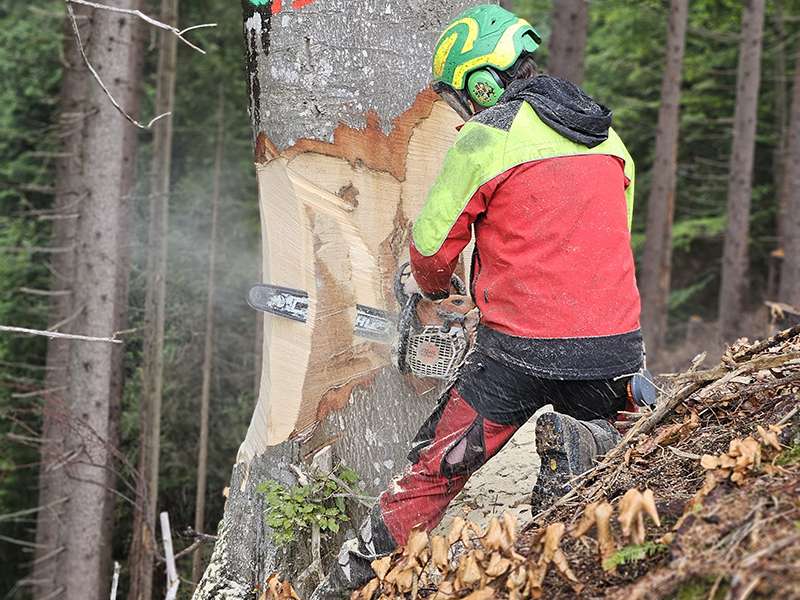Aktie Waldbewirtschaftung.jpg © LK Vbg.