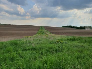 streifenförmige Biodiversitätsfläche.jpg © LK Niederösterreich/DI Katharina Heiderer