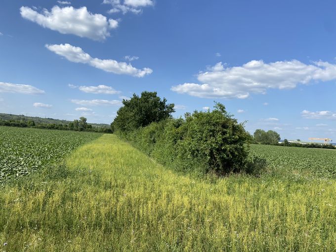 Brache neben Windschutzgürtel.jpg © LK Niederösterreich/DI Heiderer
