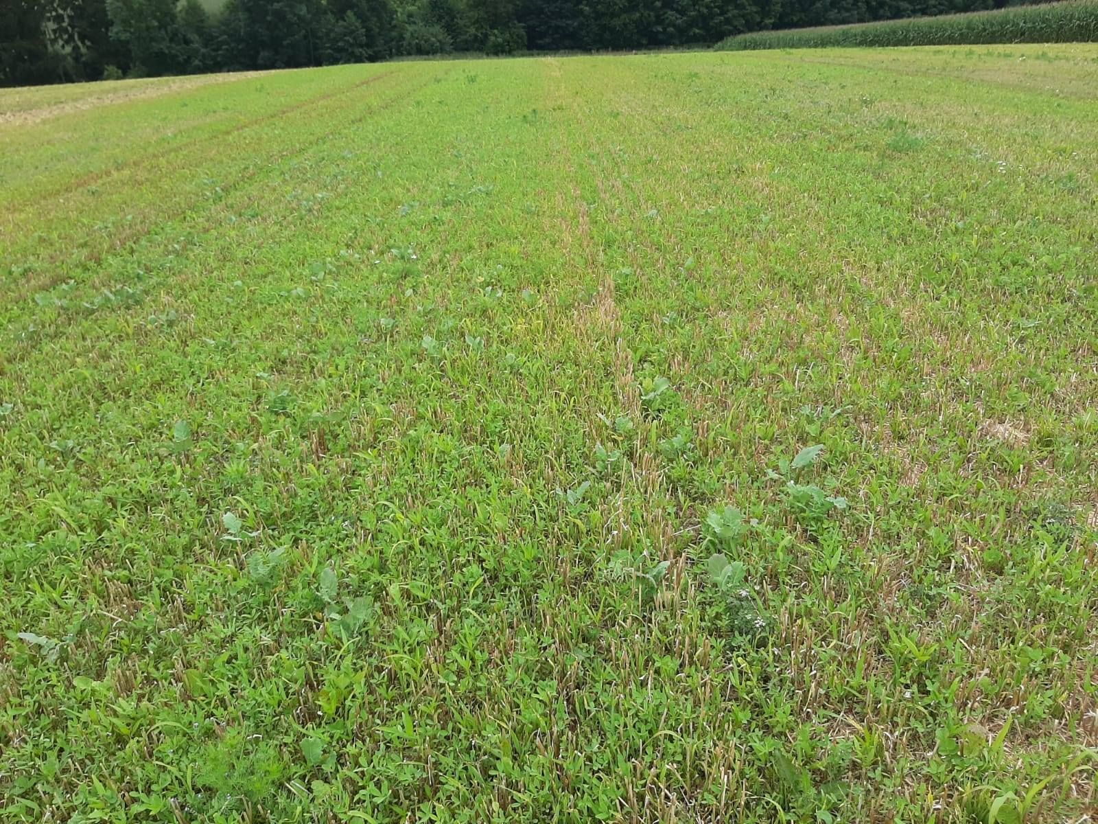 1) Drohnensaat am 1.07.:
alle Kulturen aufgelaufen, 10-15 cm hoch, flächig begrünt, Klee ist heuer stark, Phacelia ist gestresst und  zurückgeblieben mit rötlich gefärbten Blättern, nur wenig Ausfallgetreide, teilweise vermehrt Kamille © BWSB