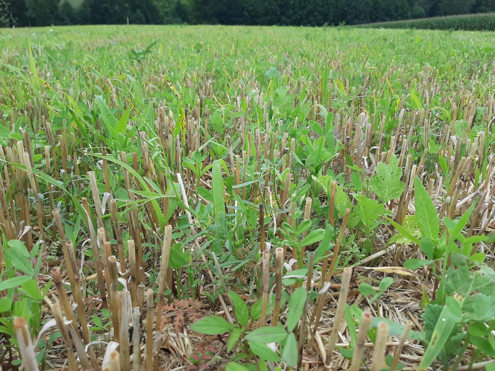 1) Drohnensaat am 1.07.:
alle Kulturen aufgelaufen, 10-15 cm hoch, flächig begrünt, Klee ist heuer stark, Phacelia ist gestresst und  zurückgeblieben mit rötlich gefärbten Blättern, nur wenig Ausfallgetreide, teilweise vermehrt Kamille © BWSB