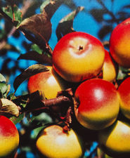 Plankenapfel.jpg © Standl