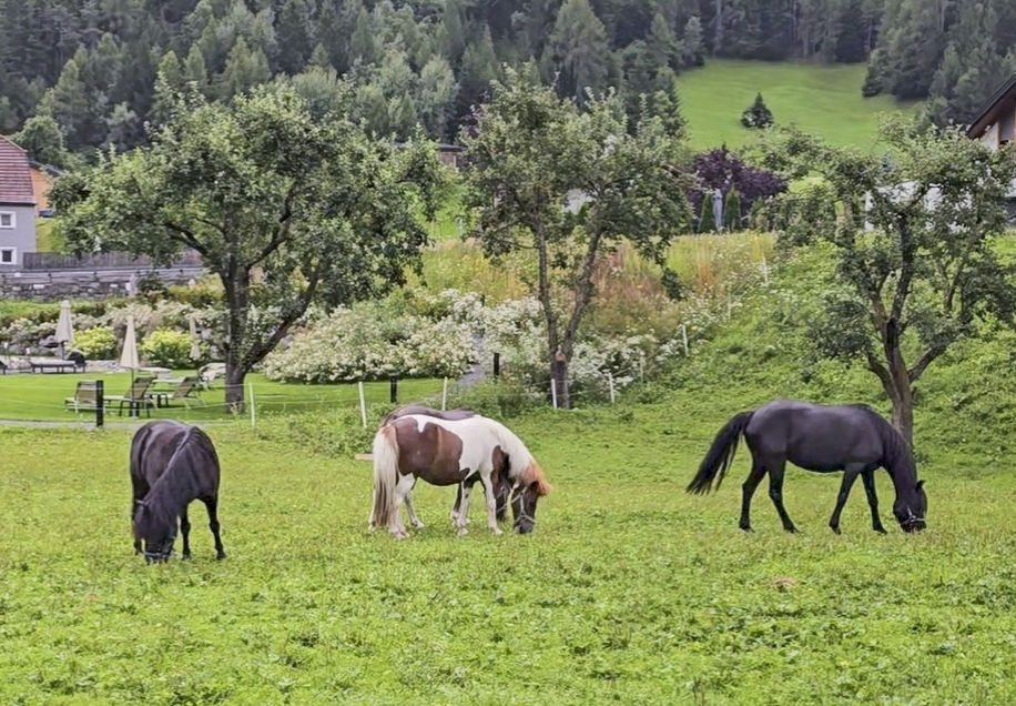 Pferde auf der Weide © LK Tirol