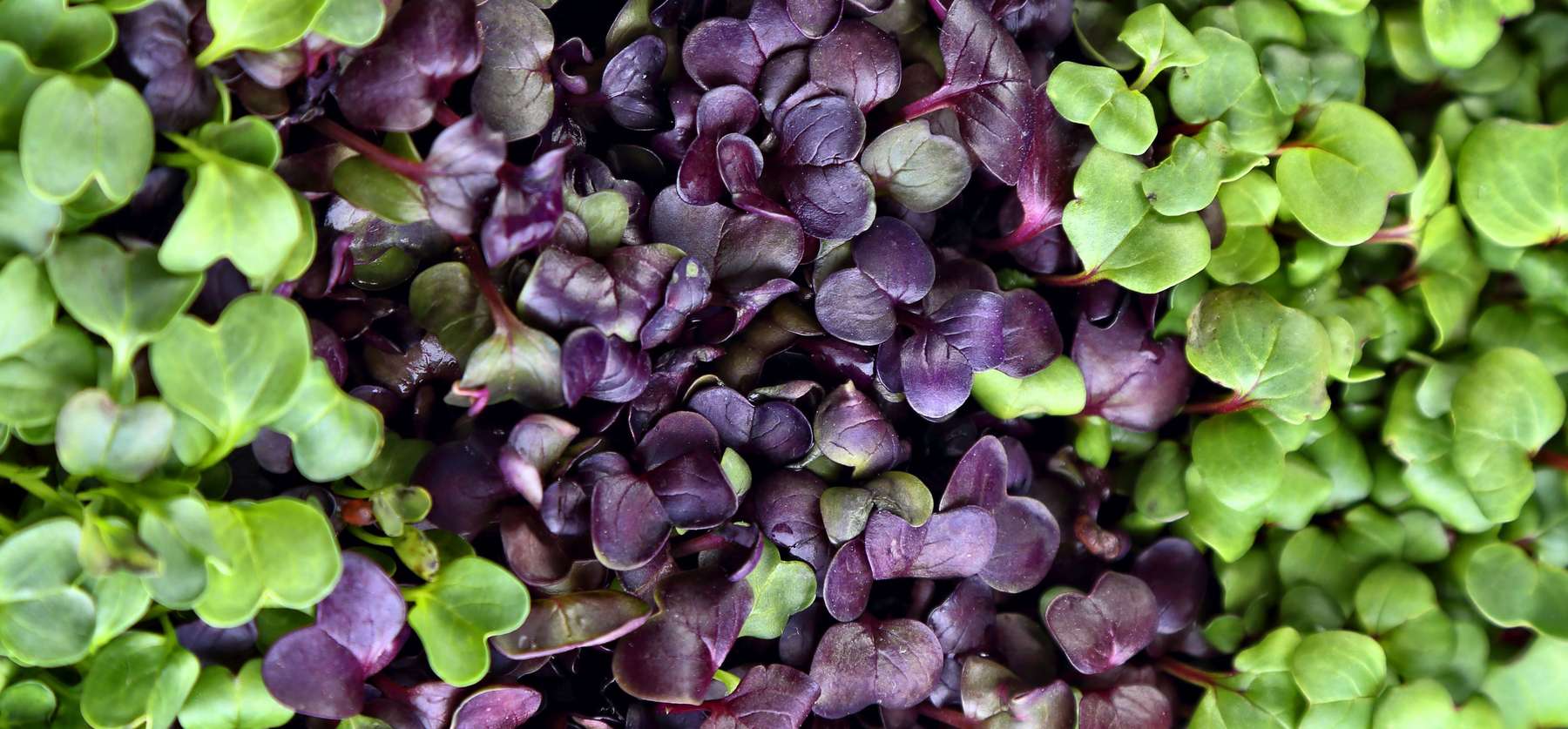 Microgreens_AdobeStock_269865332.jpg © stock.adobe.com
