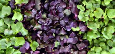 Microgreens_AdobeStock_269865332.jpg © stock.adobe.com