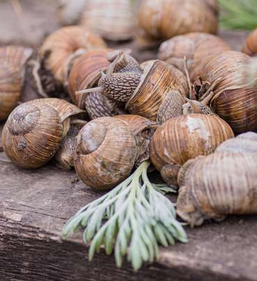 Schnecken_AdobeStock_305815892.jpg © stock.adobe.com