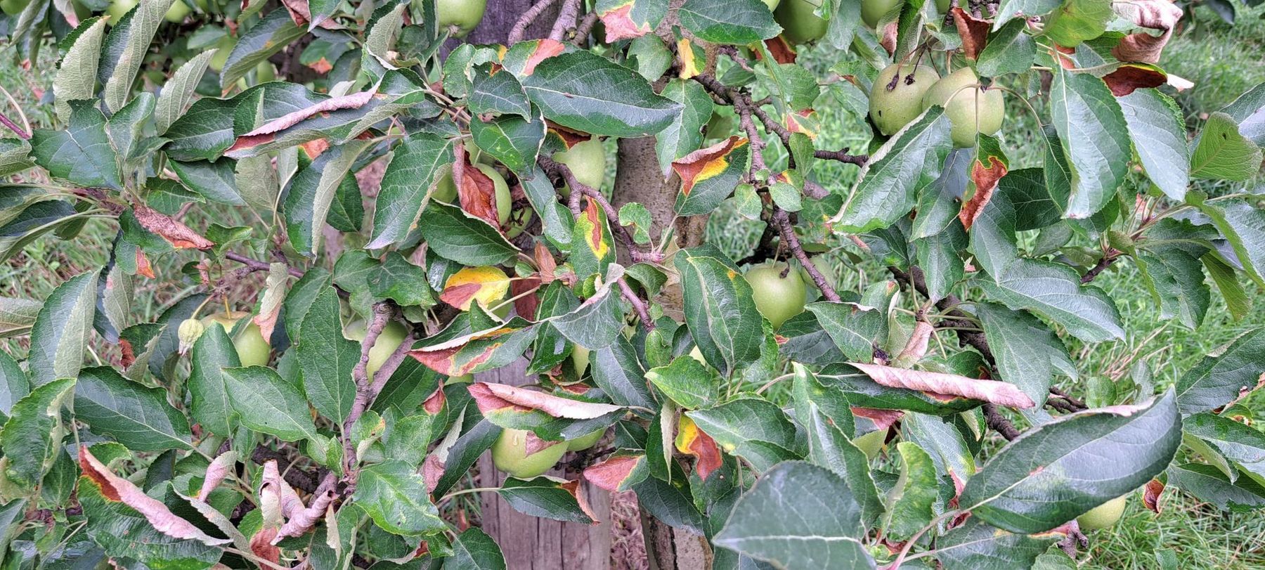 Orientzikade Apfelbaum.jpg © LK Steiermark