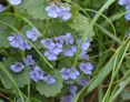 ground-ivy-116261_1280 © Pixabay