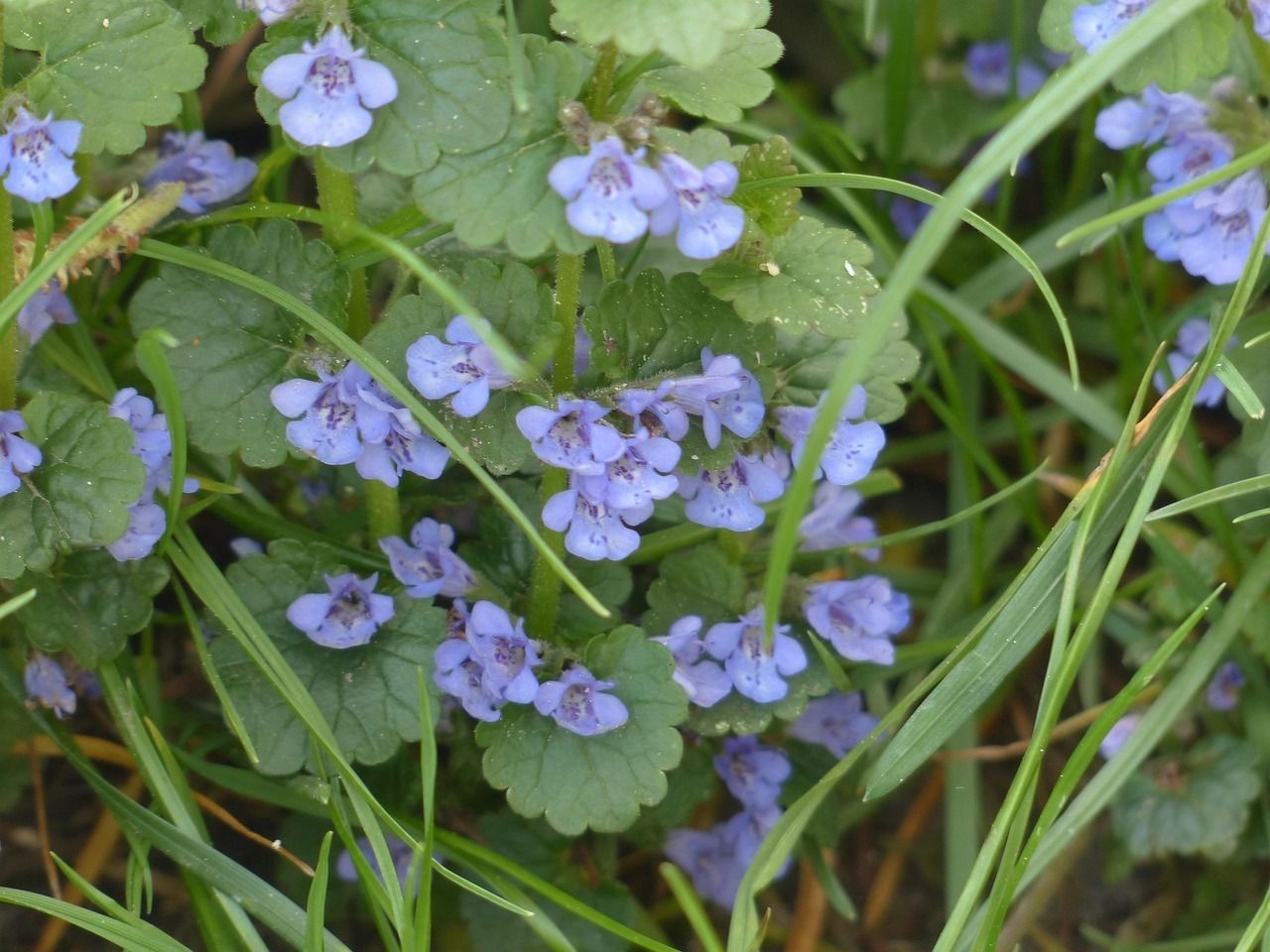 ground-ivy-116261_1280.jpg © Pixabay