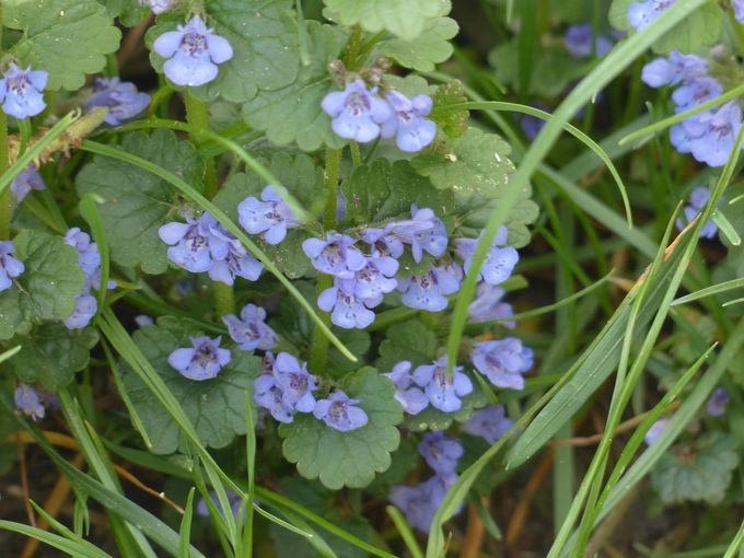 ground-ivy-116261_1280.jpg © Pixabay