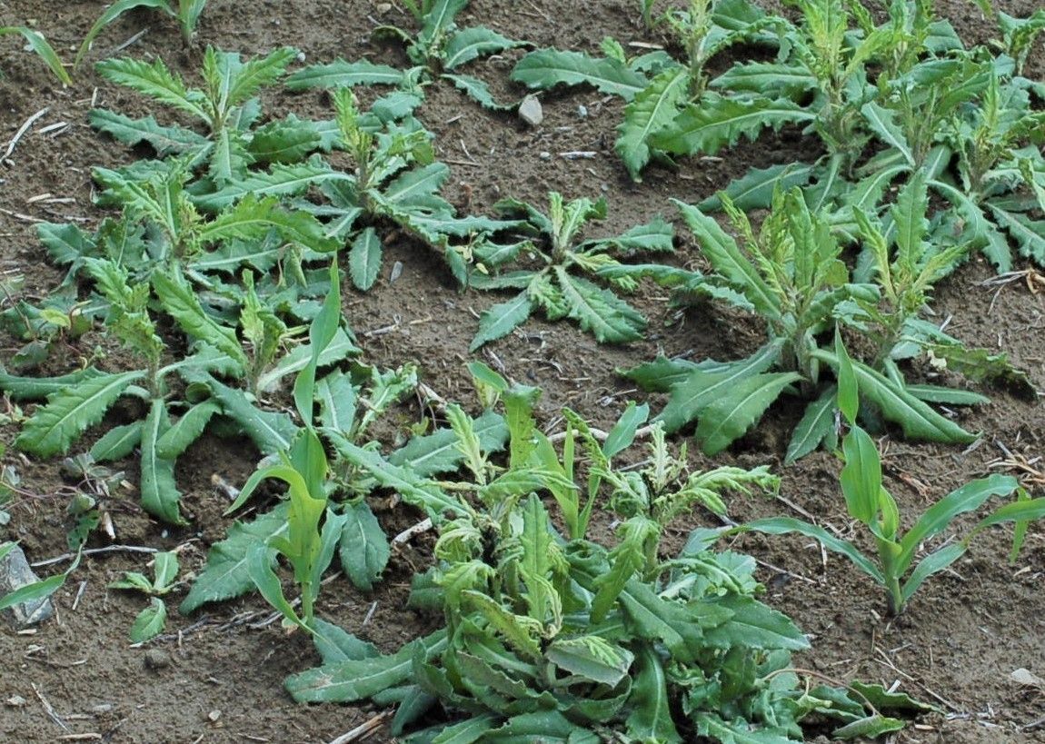Ackerkratzdistel.jpg © DI Emsenhuber/LK Niederösterreich