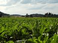 Zuckerrübe © Weinhappel/LK Niederösterreich