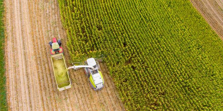 Maishächsler © Adobe Stock