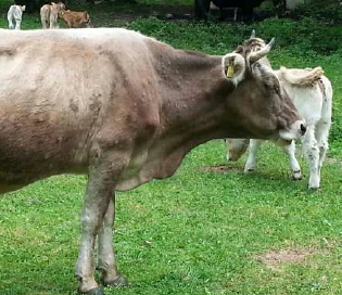 Krankheit für Rinder hochansteckend, für Menschen ungefährlich © AGES