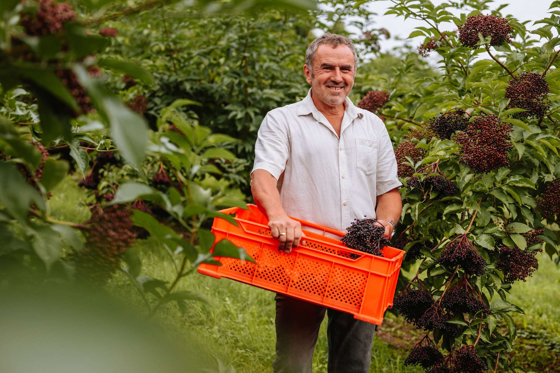 Holunderanbau bedeutet viel Handarbeit: Oststeirer Michael Neuhold ist nach nicht einfachen Jahren wieder optimistisch © LK/Nadja Fuchs