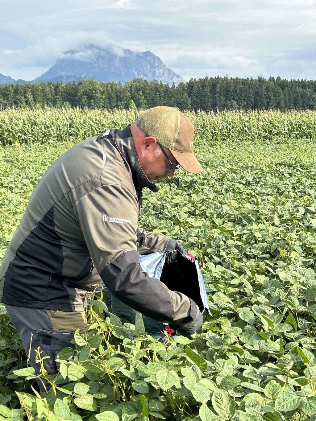 GMO probenahme Soja LK OÖ (3)_klein.jpg © LK OÖ, abdruck honorarfrei