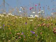 Onlinekurse sind eine zeiteffiziente Möglichkeit, die bis Ende des Jahres nachzuweisenden Weiterbildungen zu absolvieren © Adobe Stock