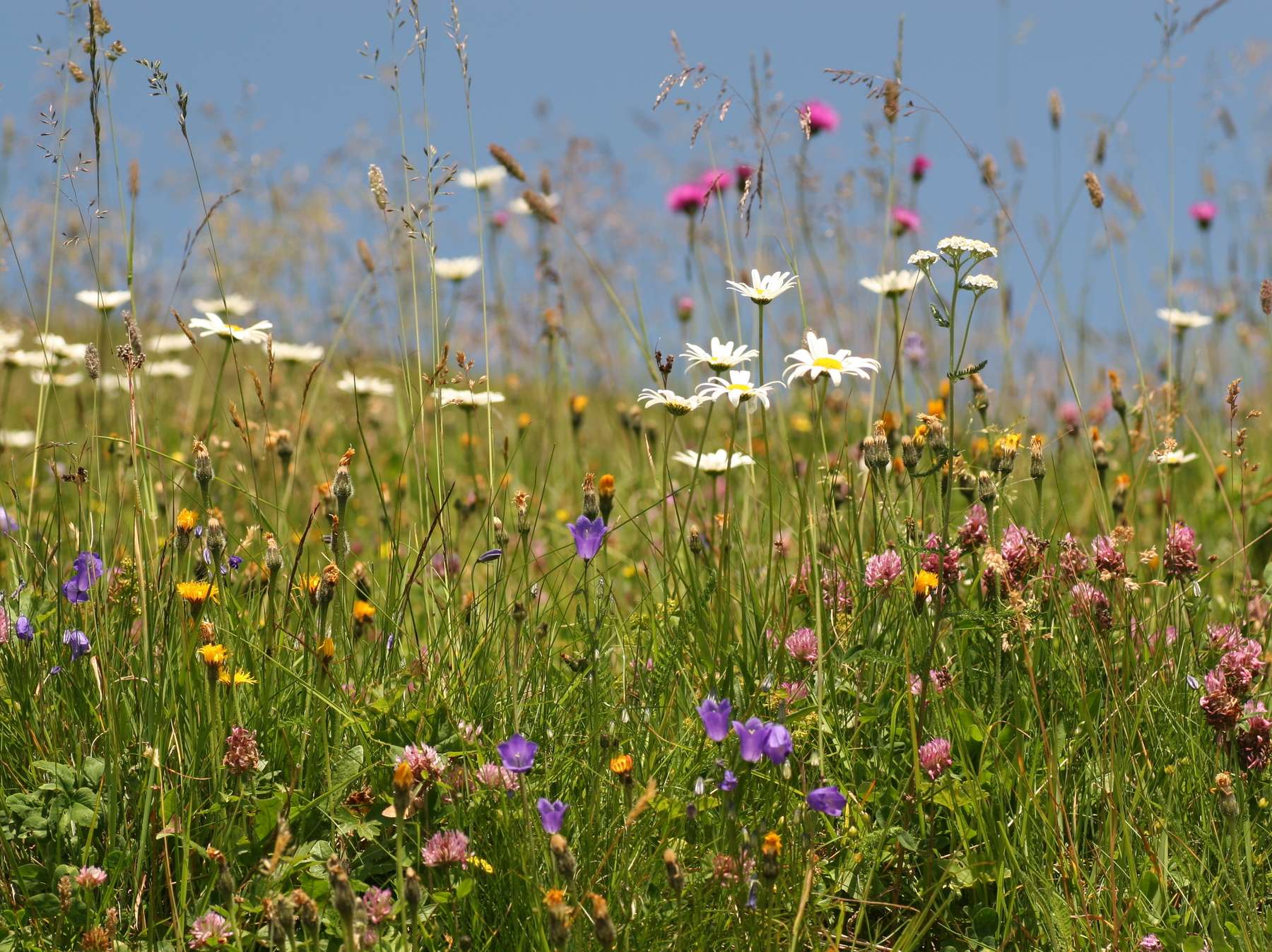 Onlinekurse sind eine zeiteffiziente Möglichkeit, die bis Ende des Jahres nachzuweisenden Weiterbildungen zu absolvieren © Adobe Stock