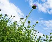 Mariendistel © waldland