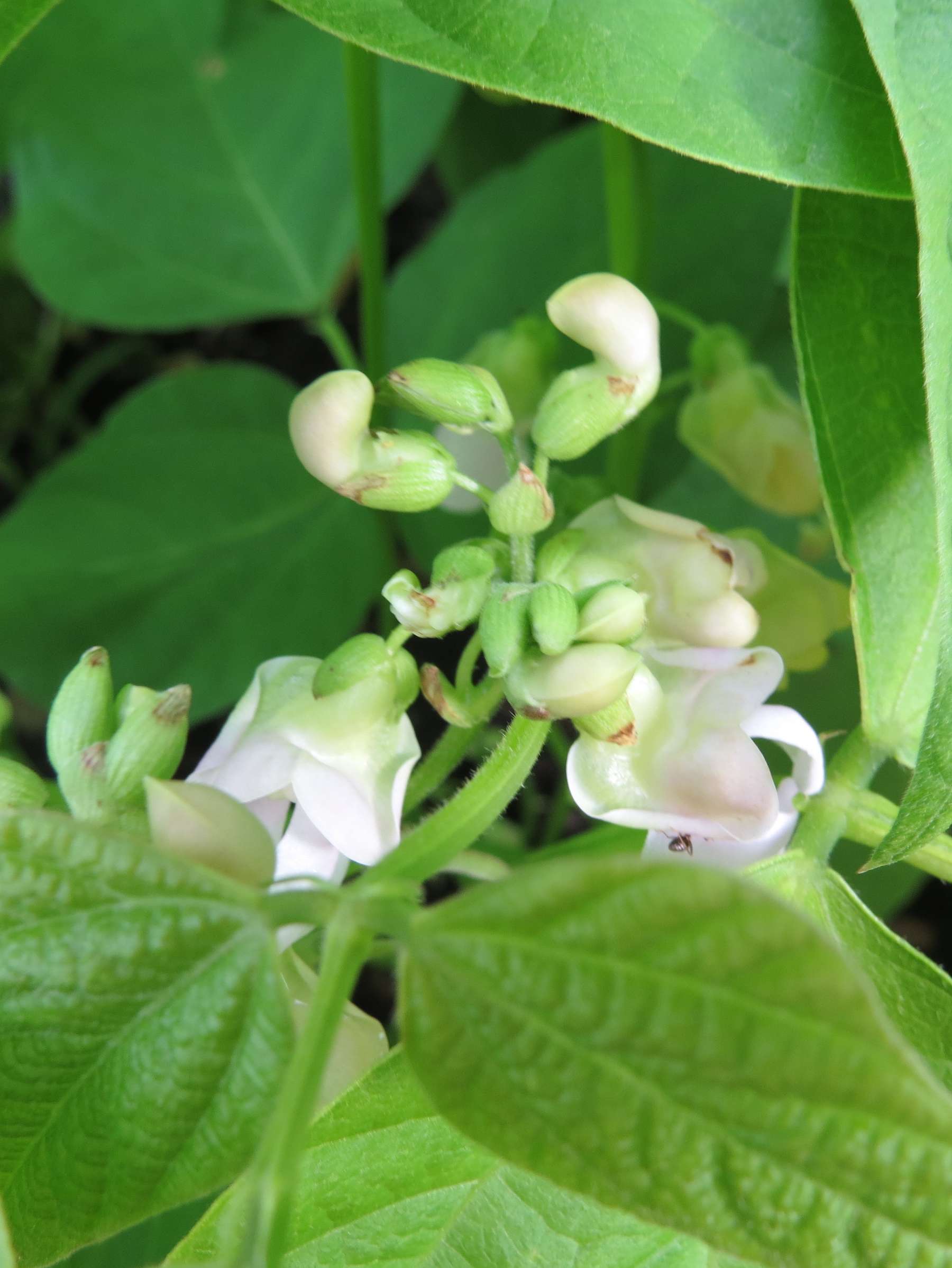 Kidney- und Adzukibohne © Wikimedia