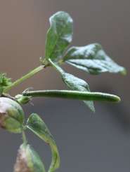 Mungbohne © Wikimedia