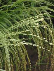 Zwerghirse © Wikimedia