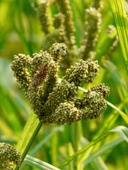 Fingerhirse © Wikimedia