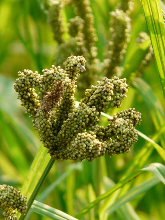 Fingerhirse © Wikimedia