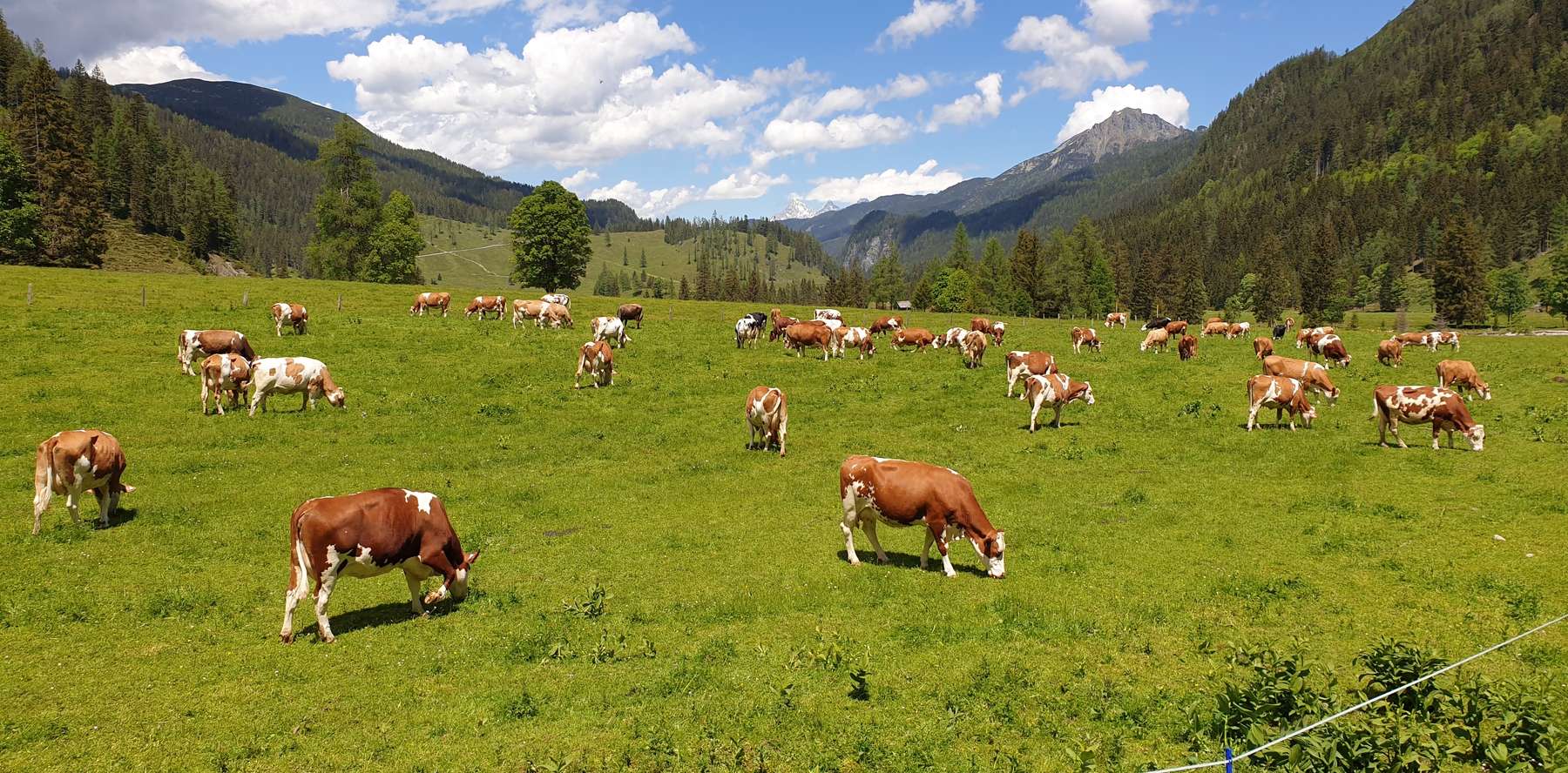 Kühe Weide Alm © LKÖ/Kraml