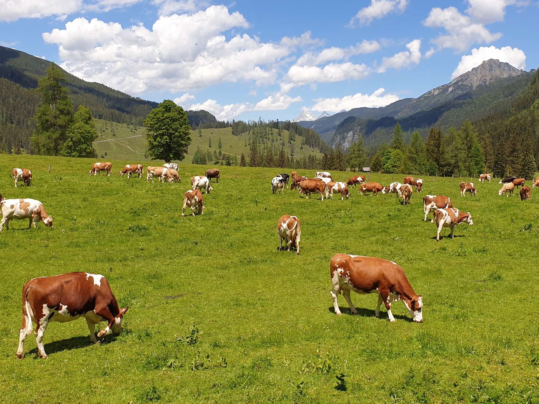 Kühe Weide Alm © LKÖ/Kraml