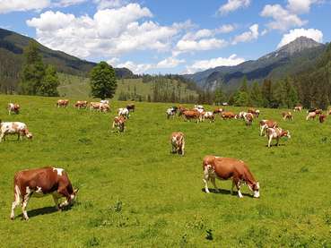 Kühe Weide Alm © LKÖ/Kraml