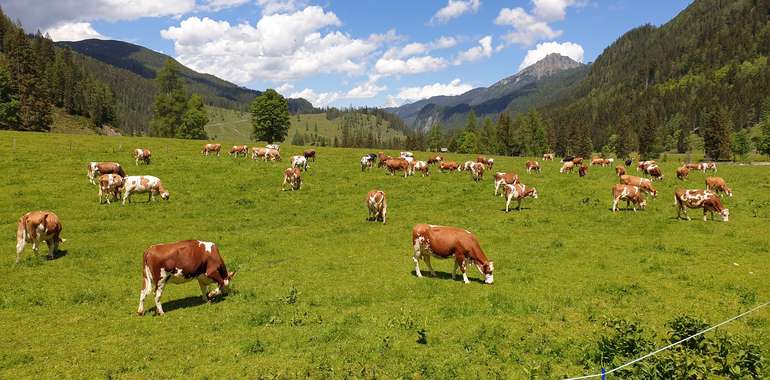 Kühe Weide Alm © LKÖ/Kraml