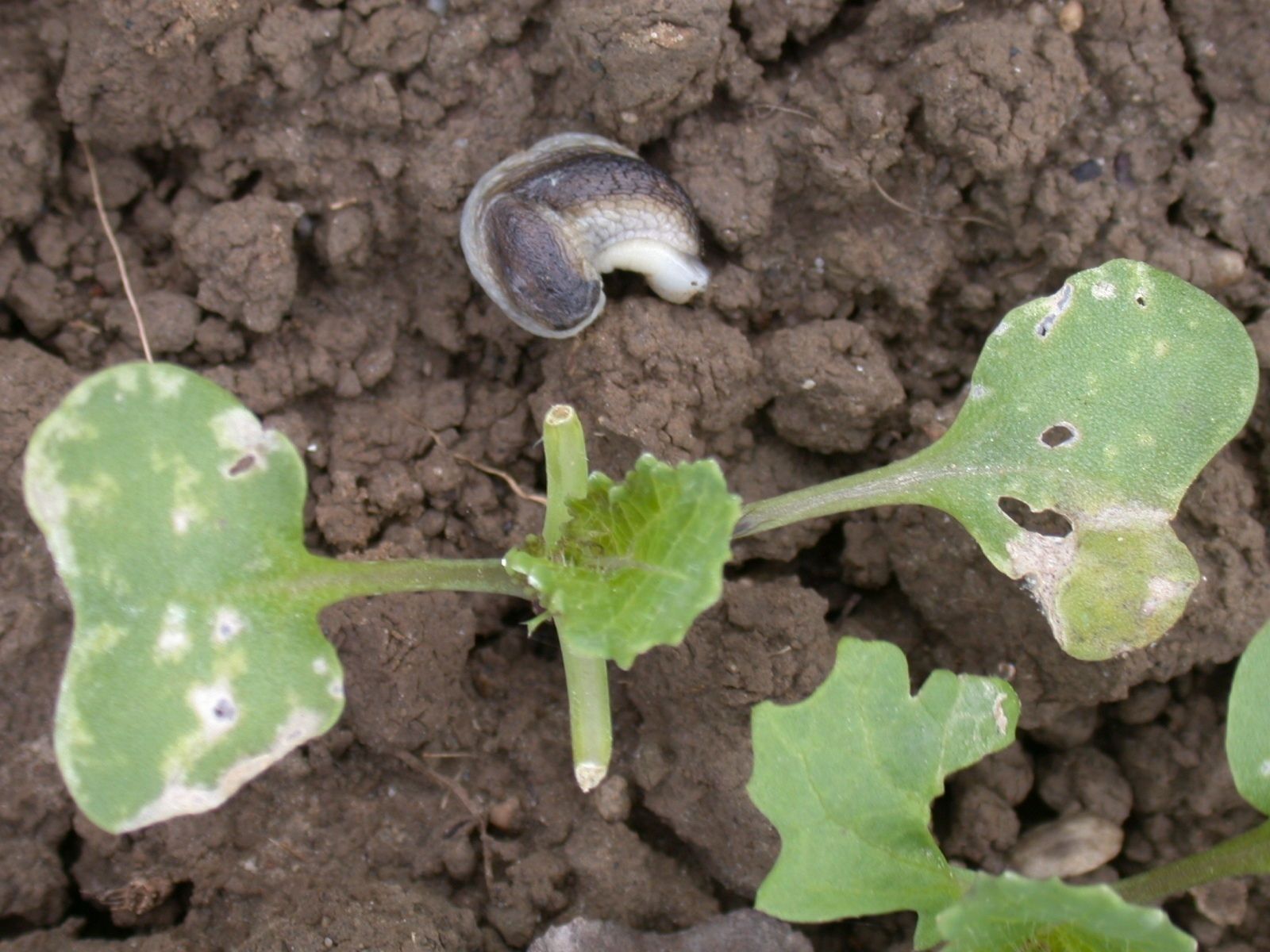 Raps-Ackerschnecke.jpg © LK OÖ/Köppl
