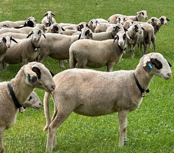 © SZZV KÄRNTEN, Liebchen, Schafe   Ziegen Aktuell